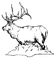 39 bull elk coloring pages for printing and coloring. Bull Elk Coloring Pages Download Print Online Coloring Pages For Free Color Nimbus