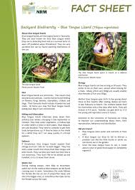 Younger lizards may eat insect larvae, including mealworms or waxworms. Backyard Biodiversity Blue Tongue Lizard By Cradle Coast Authority Issuu