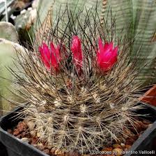 Image result for Neobolusia