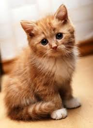 What you feed your kitten is quite essential as giving it the incorrect food could cause. Pin On Fluffy Friends