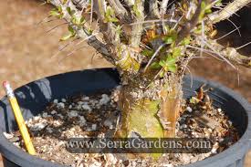 Image result for Fouquieria