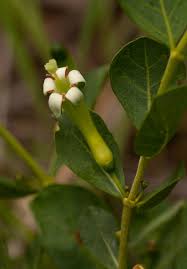 Image result for Fadogia ancylantha