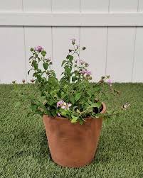 Image result for Lantana