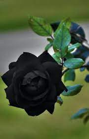Pin On A Gothic Garden