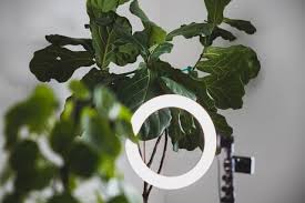Fiddle leaf fig trees are some of the most popular houseplants, and we can totally understand why. Fiddle Leaf Fig Leaves Drooping Explained And How To Fix It At Home With Hues At Home With Hues
