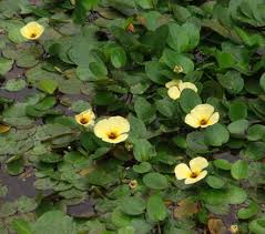 Image result for Limnocharitaceae