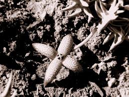 Image result for Orbea maculata