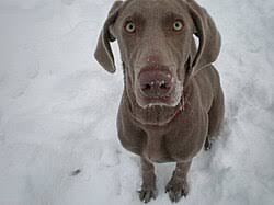 Image result for výmarský dlouhosrstý ohař