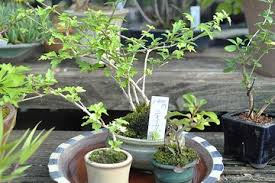 Venta de semillas , plántulas y sustratos para uso en bonsai u ornamental info whatsapp 3182404539 Private Tour The Bonsai Tour 2021 Saitama Prefecture