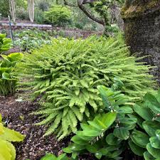 Image result for Adiantum vogelii