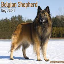 Okay, before you read this article, just have a look at the picture of the belgian tervuren. Belgian Shepherd Dog Calendar 2021 At Calendar Club