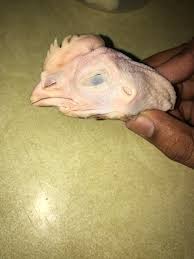I Bought Fresh Raw Chicken From Poultry Last Week Found This In The Pack When I Defroze It Today Funny Cute funny smiling happy farm animals set flat cartoon character illustration icon desgin isolated on white background pets farm anumals and birds pig cow chicken duck horse bunny goat. i bought fresh raw chicken from poultry