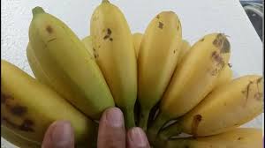 Orang bandung paham maksud saya, haha. Pisang Uli Pisang Ulin Yang Kecil Manis Dan Wangi Youtube