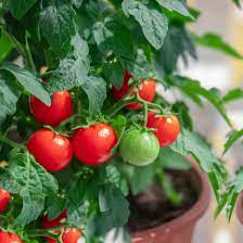 It can be helpful to start pruning your tomato plant from the bottom and working your way up. Common Mistakes Growing Tomatoes In Containers