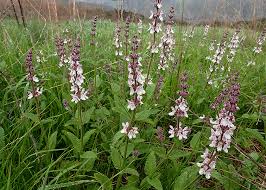 Image result for Stachys pseudonigricans