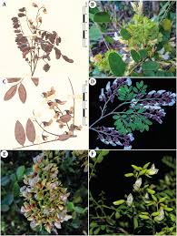 Image result for Dalbergia bracteolata