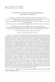 Image result for Stolzia cupuligera