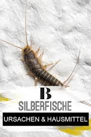 Silberfische Ursachen Und Hilfreiche Hausmittel Silberfische Hausmittel Silberfische Bekampfen