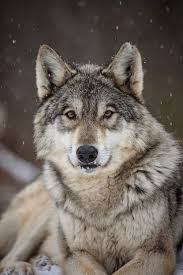 Pin By Artyom Stein On Volki Wolf Dog Wolf World Wolf Photos