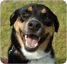Olive Branch Ms Bernese Mountain Dog Meet Rowdy A Pet For Adoption
