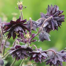 The many overlapping starry blooms a bittersweet hue. Aquilegia Black Barlow Plants From Mr Fothergill S Seeds And Plants