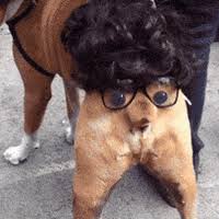 The best collection of funny animated gifs. Funny Dog Gifs Get The Best Gif On Giphy