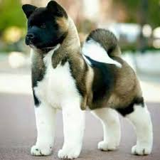 Pin On American Akita Dog