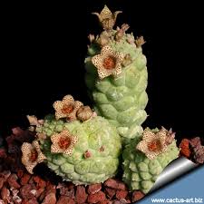 Image result for Dyschoriste trichocalyx