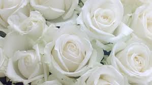 1800flowers two dozen red roses flower bouquet 24 flowers. White Roses Background Beautiful Fresh Stock Footage Video 100 Royalty Free 1012344584 Shutterstock