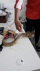 We did not find results for: Cruel To Mail Python Through Poslaju Says Pos Malaysia