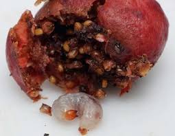 The small fig wasps are native in regions where the figs are also native. New Phase Proposed In The Relationship Between Figs And Wasps