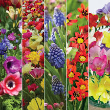 Dhgate offers a large selection of lazy boy springs and spring frame with superior quality and exquisite craft. Australia Day Favourites Collection Garden Express