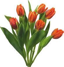 Ho sostituito zucchero con quello di fiori di cocco e la farina. Keukenhof Tulip Fiori Fioristi Bouquet Di Fiori Png 2880 3000 Png Trasparente Scarica Gratis Impianto Fiore Artificialifiori