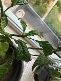 Besides overwatering or disease, pepper plants may blacken and lose leaves because of under watering or too much or too strong of a fertilizer. Why Does My Chilli Plant Have Wrinkled Leaves Gardening Landscaping Stack Exchange