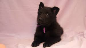 We did not find results for: Belgian Groenendael Puppy Della Youtube