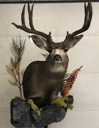 The wall pedestal mount is a great way to have your deer mounted. Shoulder Deer Mounts