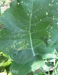 Are there black dots on the underleaf? Cabbage White Butterflies How To Avoid A Brassica Massacre