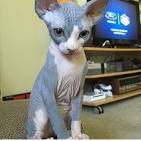 Sphynx Kittens For Sale by Reputable Breeders | Pets4You