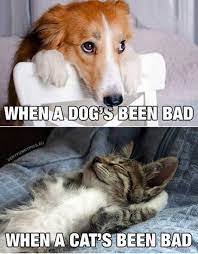 Pin On Cat Quotes