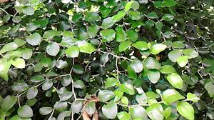 Maybe you would like to learn more about one of these? Pohon Bidara Tanaman Bidara Terbongkar Manfaat Dan Khasiatnya