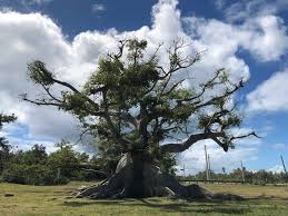 Image result for Ceiba