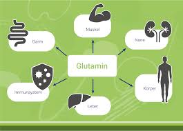 Glutamin supplemente werden benötigt wenn das gespeicherte glutamin im körper zur neige geht und der glutaminspiegel im blut sehr gering nach einem intensiven training ist. Glutamin Was Ist Glutamin Und Wofur Braucht Man Es