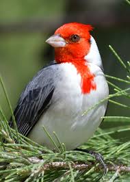 Small Birds That Look Like Cardinals Pin On Birds Of Prey And Beauty And Grace