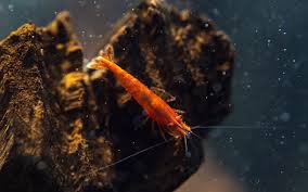 Shrimp And Betta Fish Can They Live Together Aquariumnexus