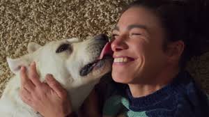 Por primera vez en más de 30 años, el Labrador Retriever ya no es la raza  más popular en EEUU