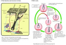 Efficacy and side effects including histologic study of the ensuing localized acneform response. About Hair Kaminomoto