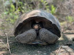 Discover more posts about galapagos turtle. Galapagos Team Embarks On Search For Most Wanted Giant Tortoise Global Wildlife Conservation
