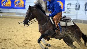 Der englische garten ist eine 3,75 km² große grünanlage im münchner nordosten am westufer der isar und der münchner englische garten zählte zu den ersten großen kontinentaleuropäischen. á… Westernreiten Merkmale Geeignete Pferderassen Und Ausrustung