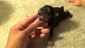 Find teacup yorkie puppies near me. Yorkie Poo Puppies One Week Old Puppies Peanut Youtube