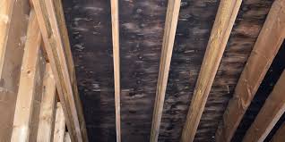 The longer the water sits in the attic, the more likely it is that mold will develop in the insulation and wood. Attic Mold But How Mold Removal Illinois Northwest Indiana